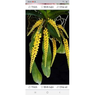 Lan thủy ly vàng.