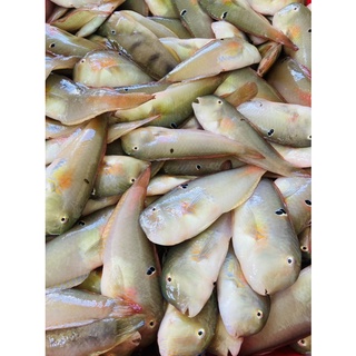 CÁ MÓ LÀM SẠCH SIZE LỚN (14-16 con)