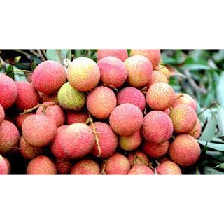 Cây Giống vải thiều Thanh Hà