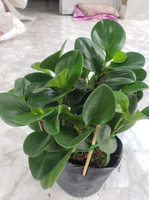 Cây Trường Sinh