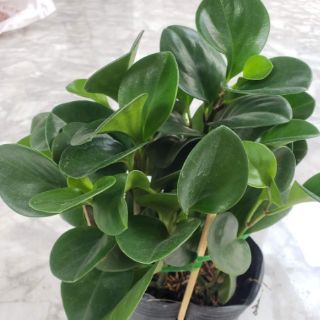 Cây Trường Sinh