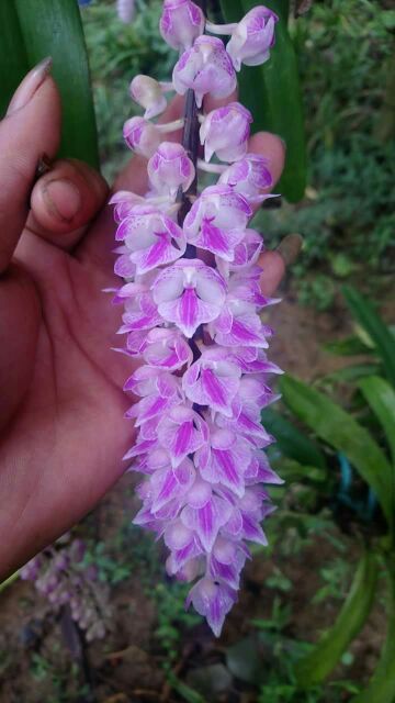 Hoa phong lan giáng hương cáo cao bằng
