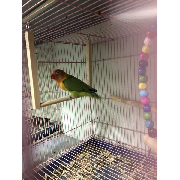 Xích đu cho vẹt nhỏ: yến phụng, lovebird, prl