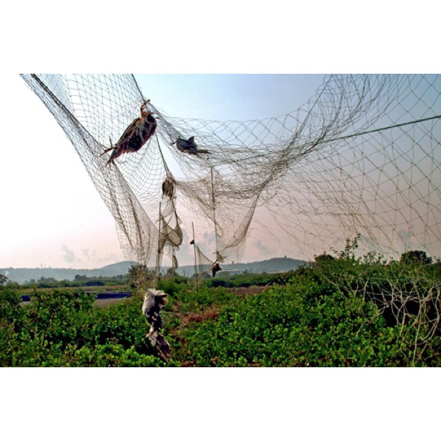 lưới bẫy chim chào mào 4cm cao 5m dài 10- 30m bắt các loại chim hàng thái lan cao cấp