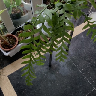 Cây Quỳnh Thái Lan - Selenicereus Chrysocardium