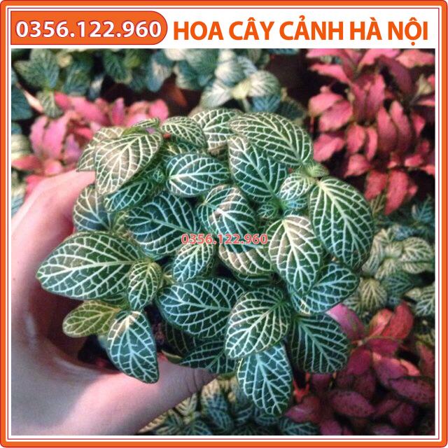 Cây cẩm nhung, cây may mắn hay Fittinia