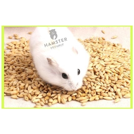 Hạt đại mạch cho hamster , sóc, nhím 100g