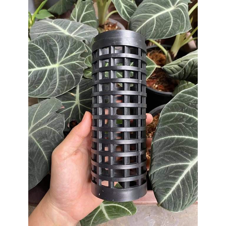 Trụ leo bằng nhựa cứng cho cây trầu bà