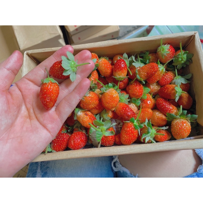 DÂU TÂY SIZE BI HỘP 1KG