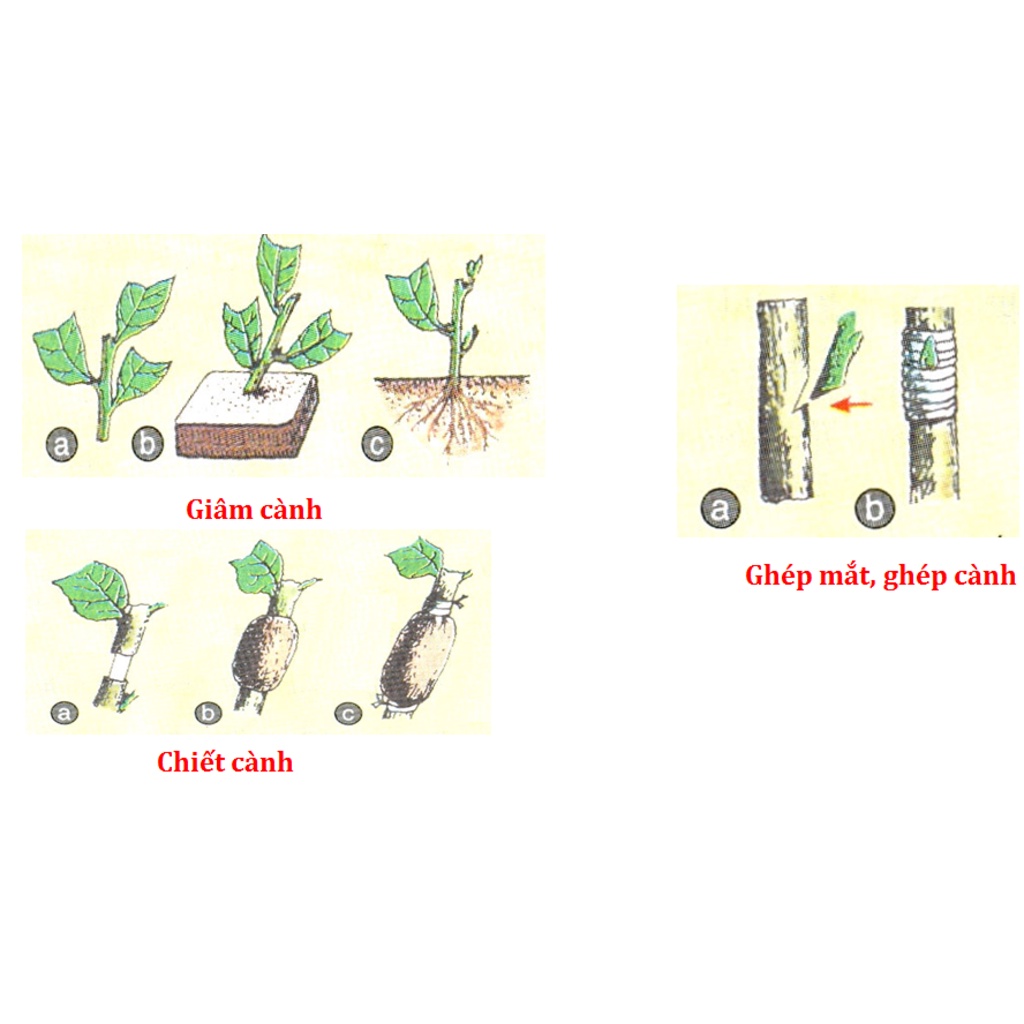 Set 5 chai Kích rễ cực mạnh ROOT KING SỐ 1 chai  20ml dùng giâm, chiêt cành, hiệu quả