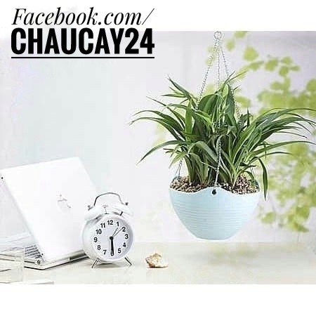 Chậu nhựa treo trồng cây cảnh trang trí, cây hoa kiểng, cây văn phòng