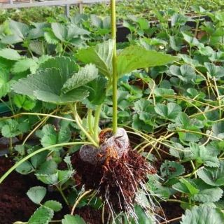 Dâu tây cây giống combo 3 cây