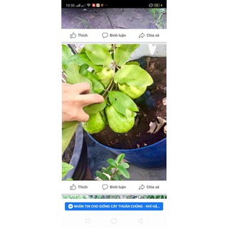 cây Ổi lùn F1 thuần chủng  - Cây Giống Nhập Khẩu