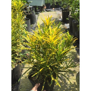 Cây cô tòng - cây vàng bạc lá nhuyễn