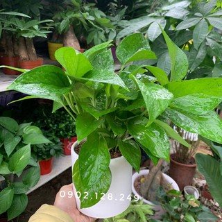 Cây trầu bà để bàn kèm chậu sứ/ cây vạn niên thanh để bàn