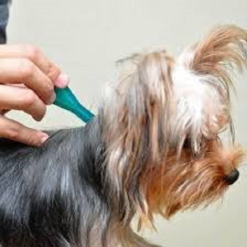 Frontline Plus Nhỏ Gáy Cho Chó Mèo