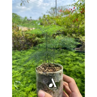 Kim Thủy Tùng Mini - phù hợp setup tiểu cảnh, bán cạn, terrarium, rừng trúc