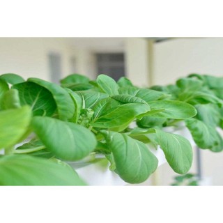 Hạt Giống Cải Thìa Thượng Hải