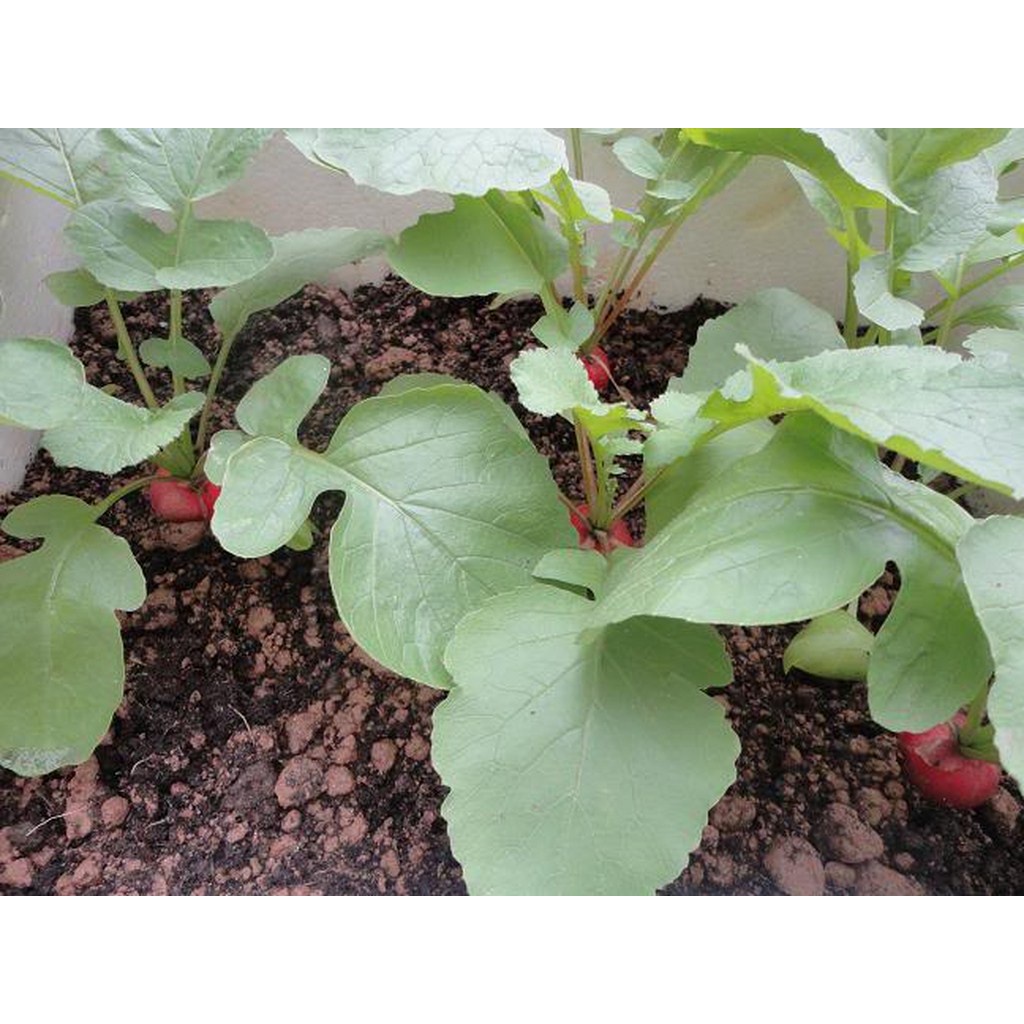 Bán buôn Hạt Giống Củ Cải Tròn Đỏ ( gói 5 gram) bao đẹp