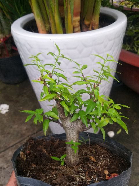 Mai Chiếu Thủy dạng phôi