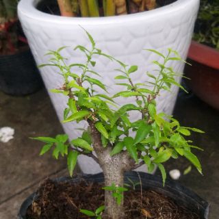 Mai Chiếu Thủy dạng phôi
