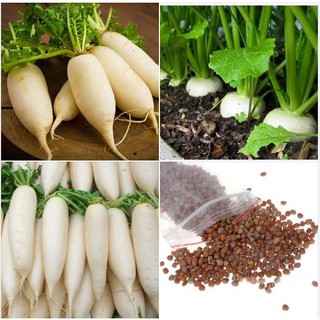Hạt Giống Củ Cải Trắng Cao Sản ( 20gram/gói )
