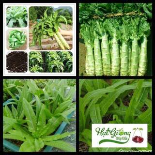 Gói 5gr hạt giống rau diếp tây LINH NGOC