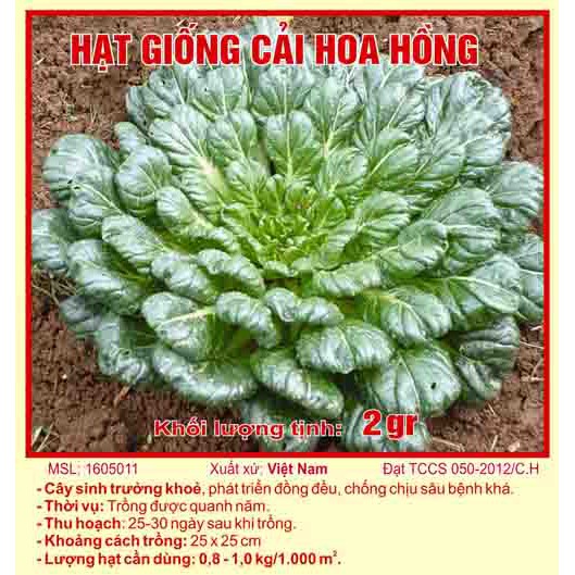 Hạt giống cải hoa hồng