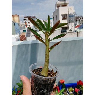 Cây sứ somalen gieo hạt