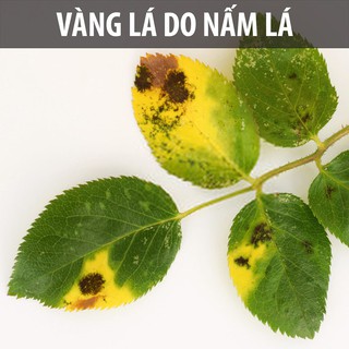 Dầu Neem nguyên chất ép lạnh