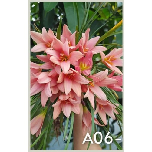 Củ Hoa Huệ Mưa nhiều màu