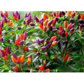 Hạt Giống Ớt Kiếng/Cảnh Ngũ Sắc (Gói 30 Hạt)