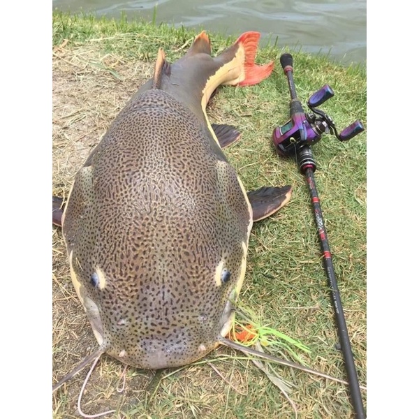 Cần câu lure Jack One