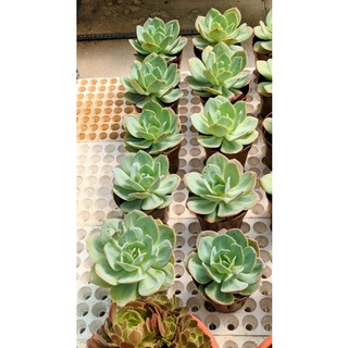 Sen đá Nhật Echeveria Hakuhou