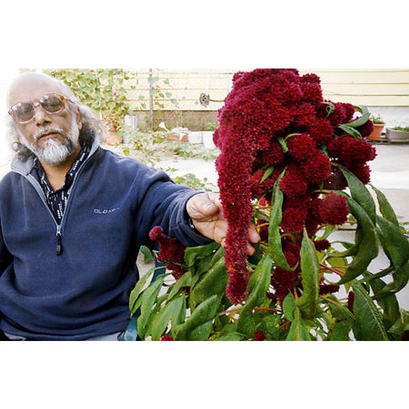 [HG Mỹ] Hạt giống Mào Gà Đầu Voi (Elephant head amaranth) - 20 Hạt F1 tỷ lệ nảy mầm 90%