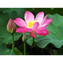 Gói 10 hạt giống sen ta - Sen Hồng Việt Nam - Vietnamese Lotus