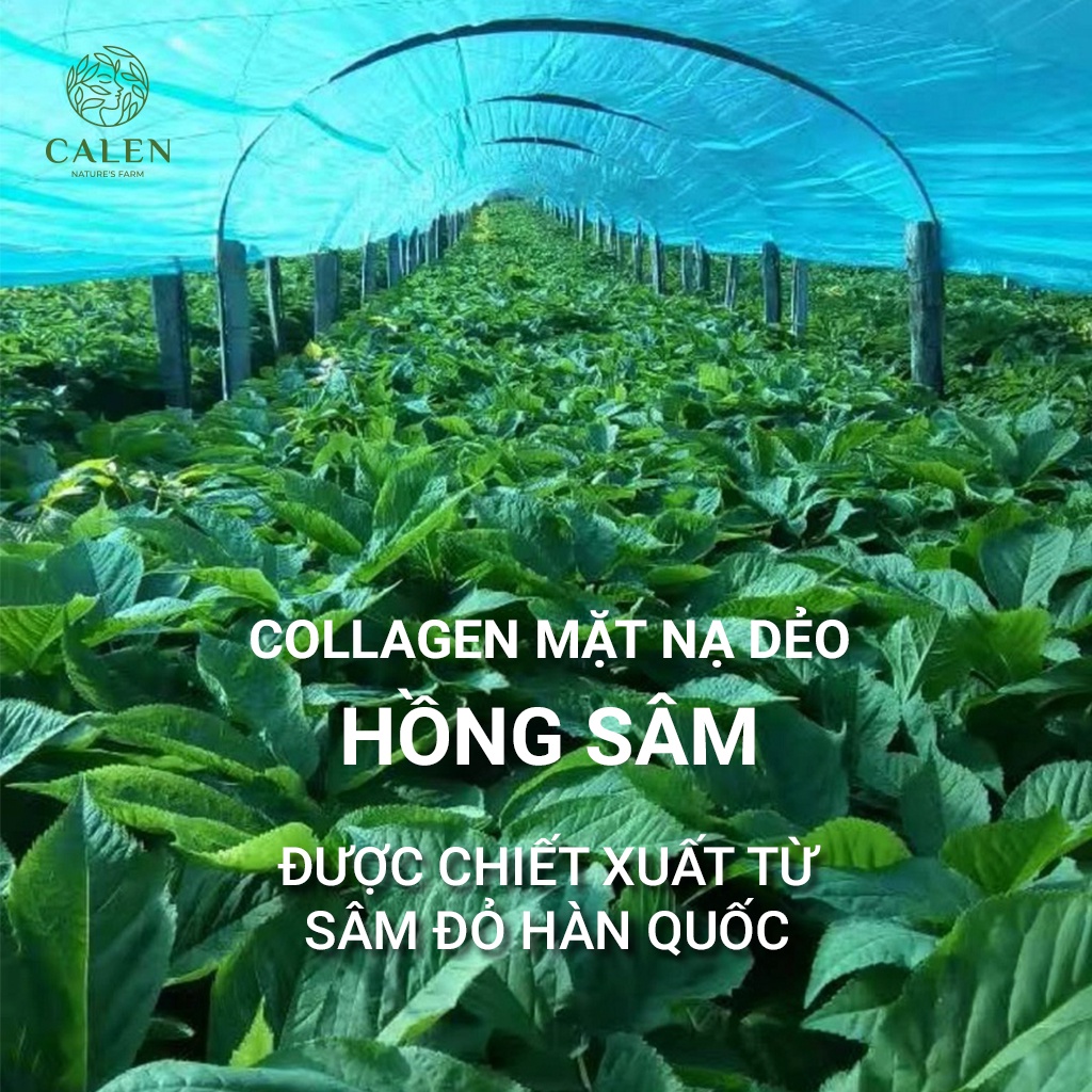 Mặt nạ hồng sâm Calen nguyên chất 100% đắp rửa mặt giúp tẩy da chết dưỡng trắng da (Mask bột hồng sâm)