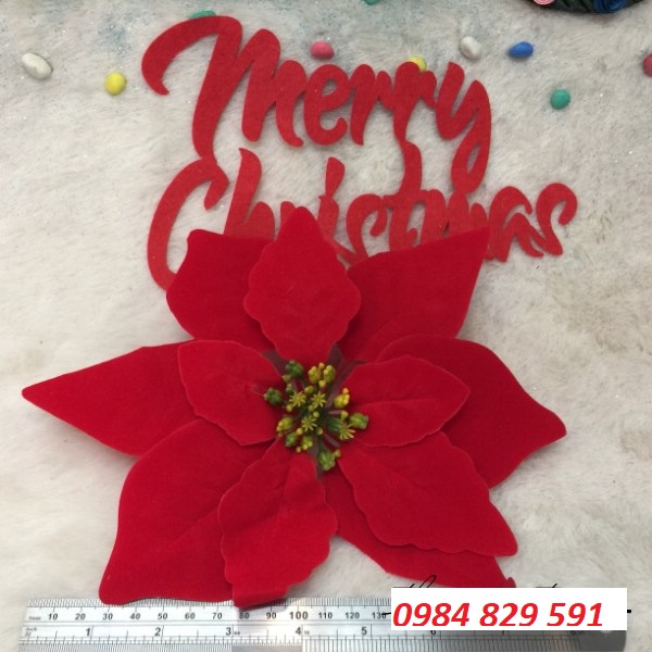 Hoa Trạng Nguyên Trang Trí Noel