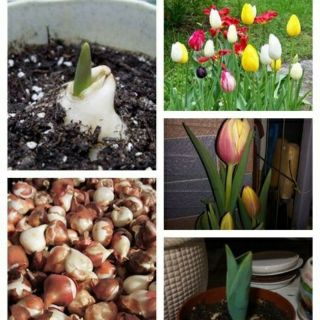 10 Củ giống hoa tulip nhiều màu