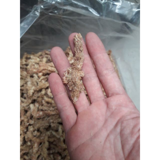 500g rêu sâu Chile làm giá thể cho lan, hồ điệp