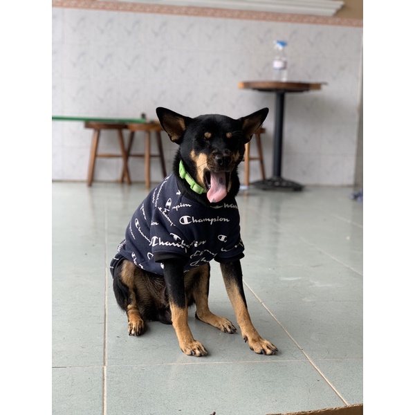 Áo nỉ Champion cho thú cưng