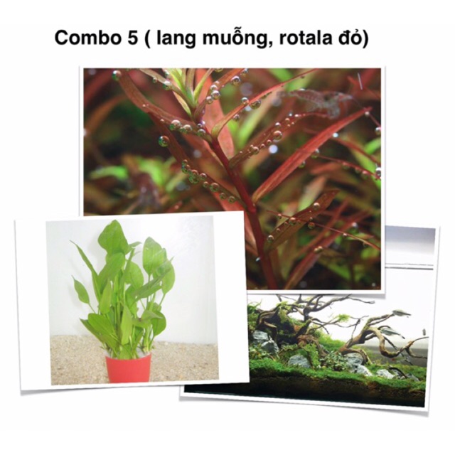 Combo 5 ( lang muỗng, rotala đỏ)