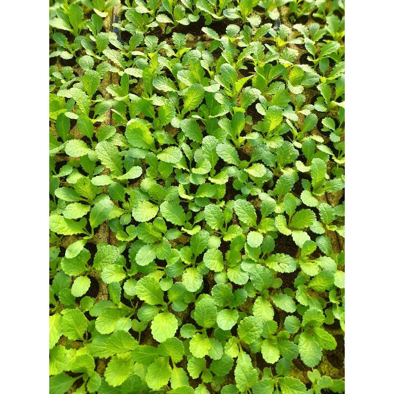 khay xốp ươm cây giống 84 lỗ