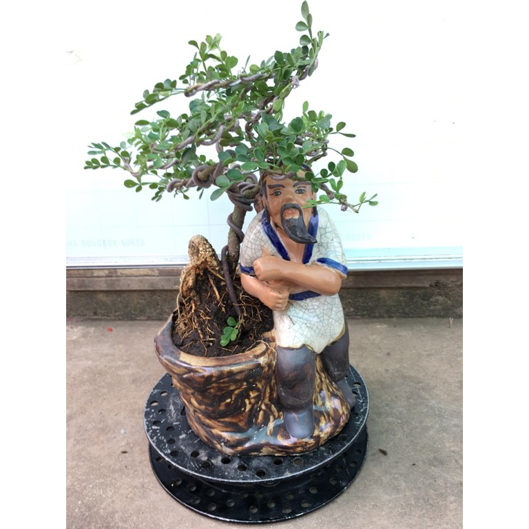 Cây cảnh Cần Thăng Bonsai mini - mã BS20