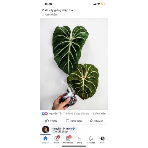 Trầu bà philodendron white vein pinkback