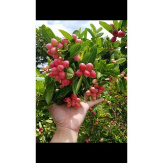 cây giống siro