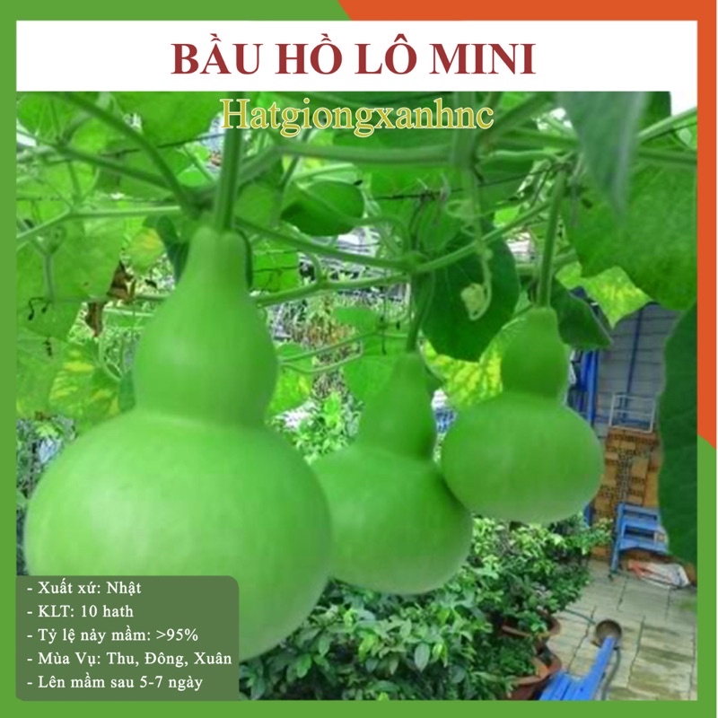 Hạt giống bầu hồ lô mini, dễ trông, dễ chăm sóc loại rau vủ ưuar bốn mùa
