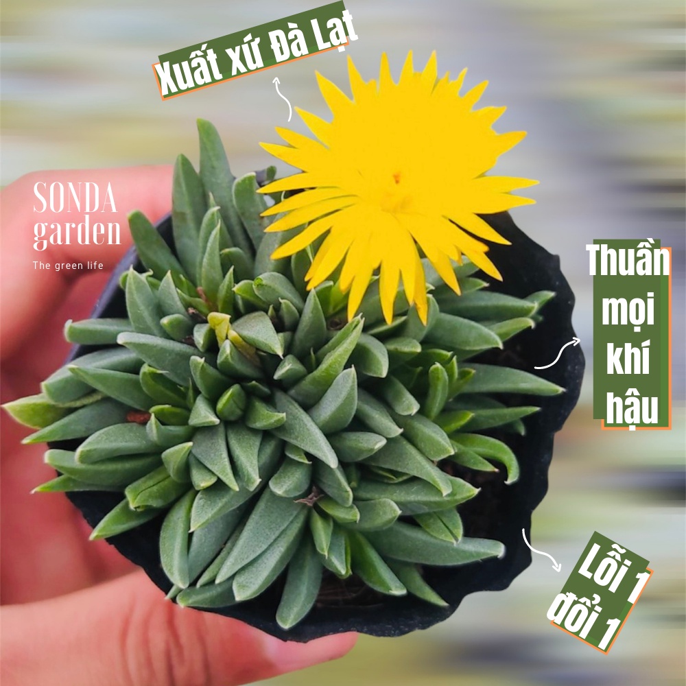 Sen đá cỏ ngọc SONDA GARDEN size bé 5-8cm, xuất xứ Đà Lạt, khoẻ đẹp, lỗi 1 đổi 1