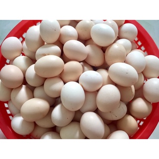 COMBO 10 TRỨNG GÀ TA và 10 TRỨNG GÀ SO