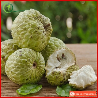 Cây na giống Thái Lan (cây con giống F1) trái to ít hạt cây giống 5 tháng tuổi khỏe mạnh không sâu bệnh - QD45